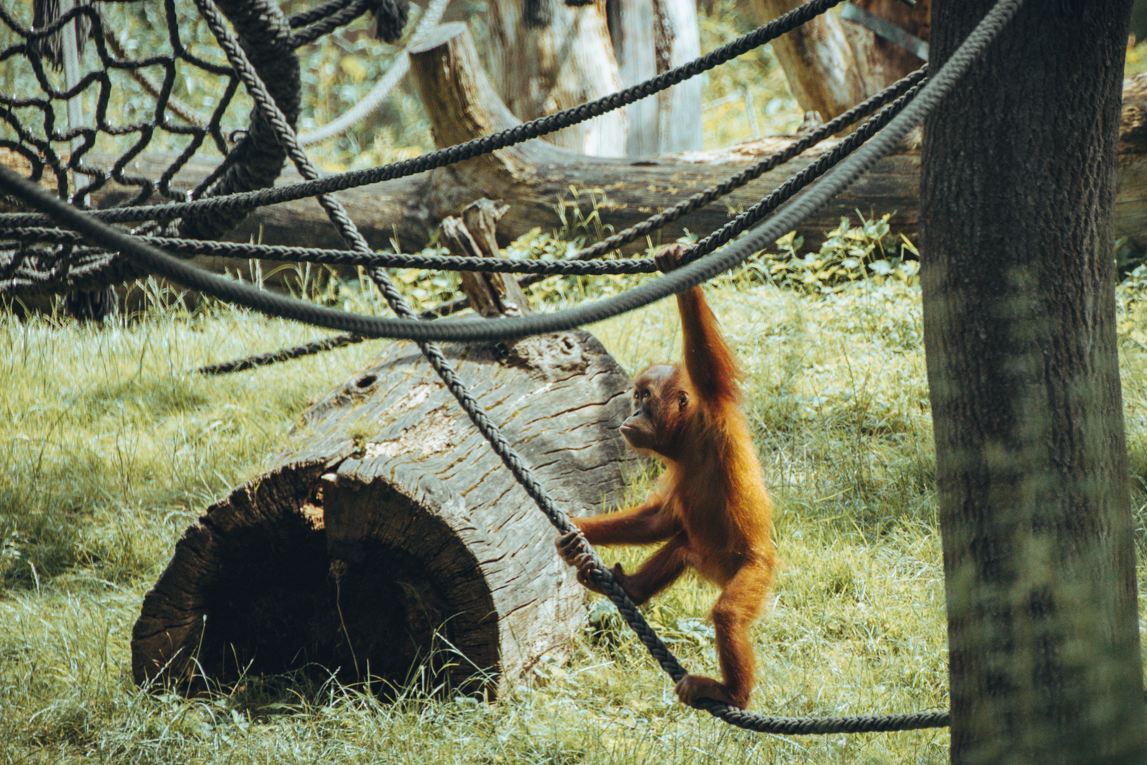 brown monkey on brown rope